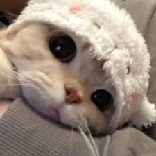 NH Dini profile picture